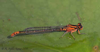 Ischnura kellicotti, female